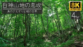 【8K映像4時間】白神山地の森林と鳥の鳴き声