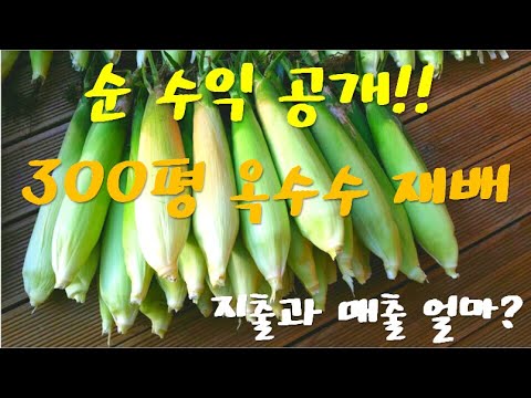 300평 옥수수 농사, 재배하며 쓴 지출과 매출,  순 수익 공개!!