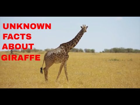 Top 22 Unknown Facts About Giraffes/The Tallest Animal On Earth