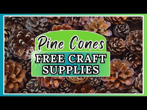 *MUST SEE* Foraging Pine Cones and What to do With Them Once Your Home