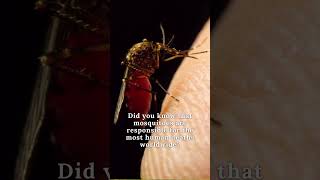 Mosquitoes: The Silent Killers #shorts #quickfacts