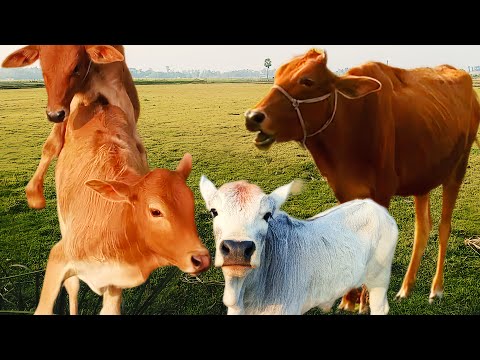 gorur amba amba dak | cow mooing video | cow sound