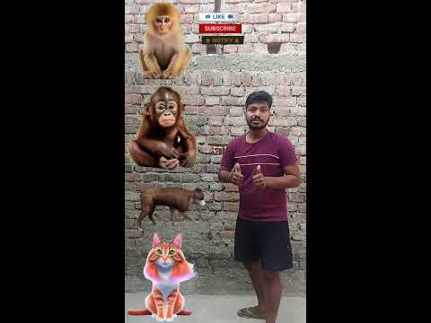 बंदर मामा आया बैंड पजामा लाया फिर कुत्ता आया ,monkey,dog,cat,#trending गोलrending #cartoondikhao