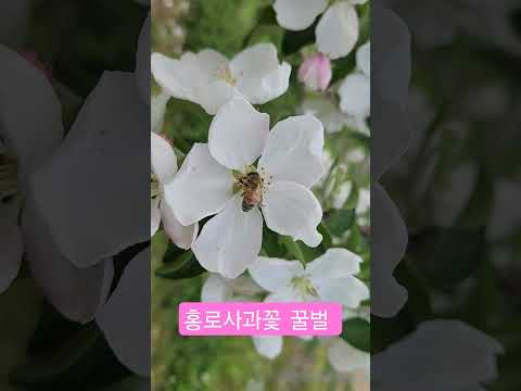 홍로 사과꽃 수정 꿀따는 벌 #홍로 #사과농장 #사과꽃 #추석사과