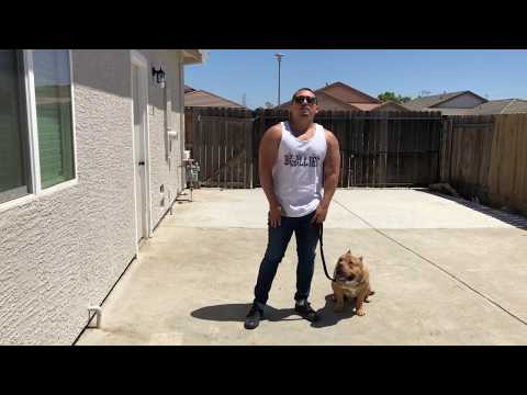 American Bully leash training