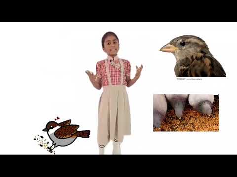 VEVEAHAM MATRIC HR SEC SCHOOL - ABOUT BIRDS BY D SRIPRAGALYA