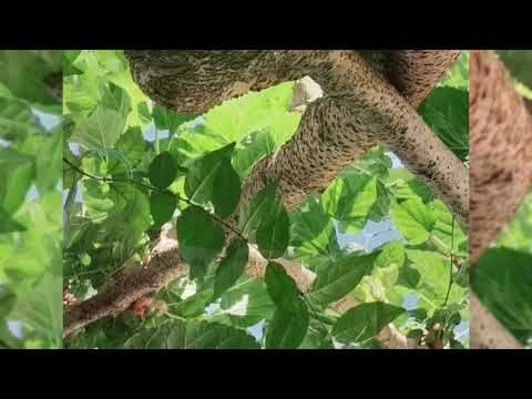 桑葚成熟时 Mulberry Time