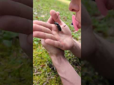 I kissed a beetle, mosquito, and a snail