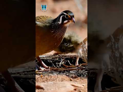 Witness The MOST ADORABLE Bird Families In Their Wild Nests from AI! SEP-105