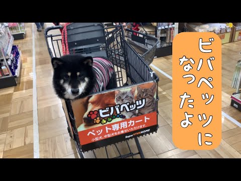 【黒柴・保護犬】カートに乗ってお買い物