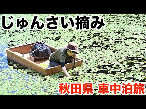 【秋田県 車中泊旅】沼で食べ物探しが楽しすぎるww秋田県名物じゅんさいを採って食べてみた