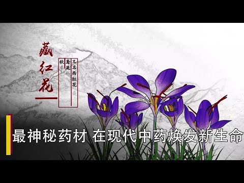 【中华养生秘籍】医治抑郁，活血经络的传奇中药