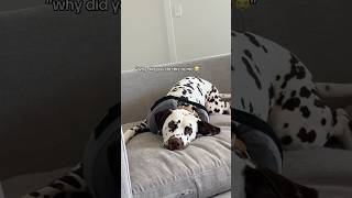 POV: your teenage dog gets desexed #dalmatian #teenagedog #dogmom #doglife #puppy #puppylife