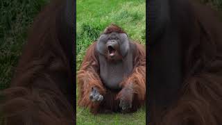 Cute Orangutan Blows Kisses!