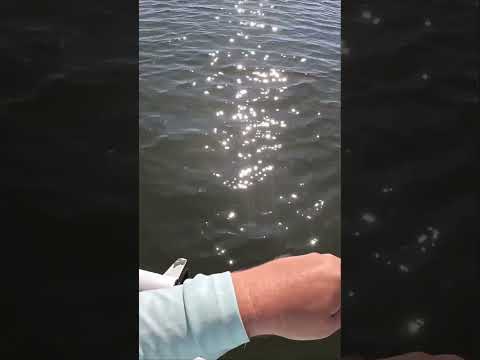 TINY Bait Catches BIG Fish!!