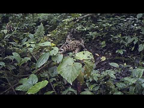 #FromTheField Sunda clouded leopard