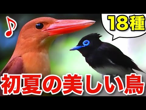 これぞ自然の魅力！楽しみながら学べる野鳥の解説動画！【さえずり付き】