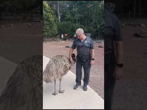 Emu whisperer Video 1