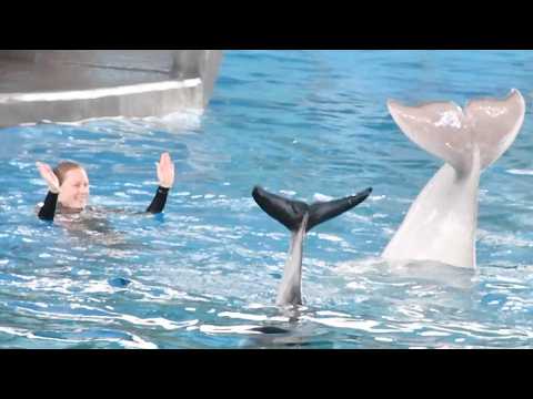 Ocean Discovery (Full Show) - SeaWorld San Antonio - May 25, 2024