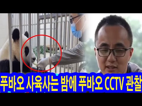 충격! 푸바오 사육사는 밤에 푸바오 CCTV 관찰. 그는 화를냈며 큰소리쳤다 "왜 이걸 푸바오한테 먹어시켜?".사육사는 그 음식을 바로 쓰레기통에 버렸다! 너무 끔찍해! 위험해!