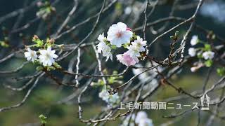 十月桜 かれんに　館林・つつじが岡公園