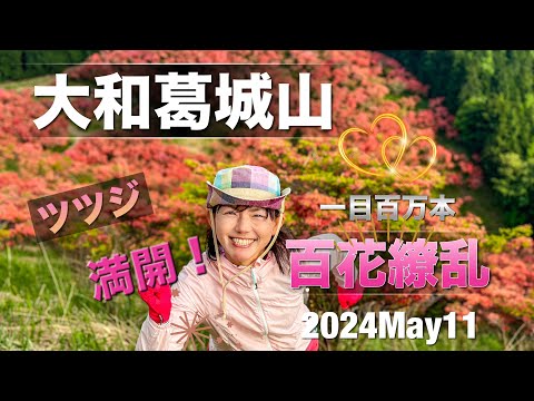 #52 大和葛城山ツツジ🌺