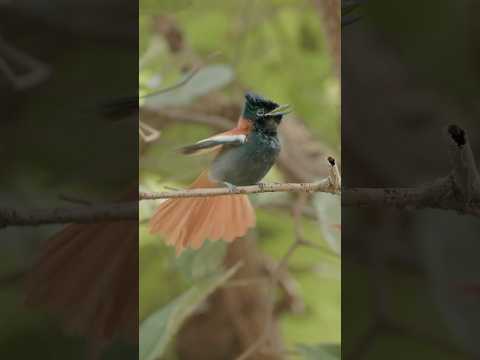 The stunning African paradise flycatcher displaying for some female attention. #africanwildlife