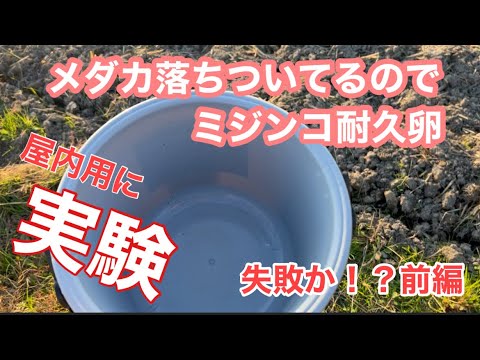 (メダカ)冬の屋内用にミジンコ実験！田んぼの土から耐久卵いけるのか？