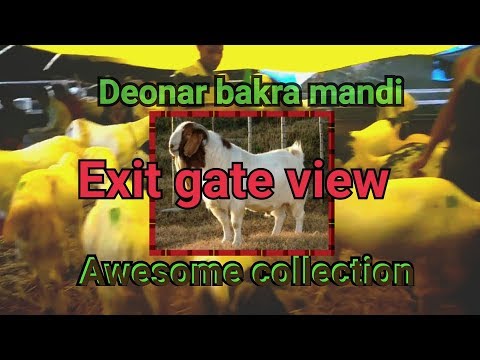 deonar mandi see awesome highted goat