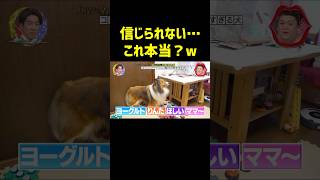 コミュニケーション能力が高すぎる犬　#月曜から夜更かし #神回