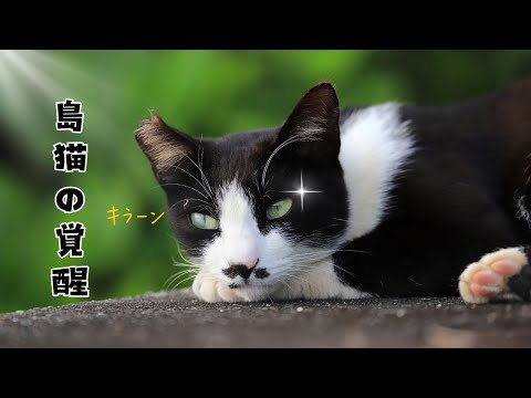 【猫動画】スターどっきり㊙︎報告〜島猫編