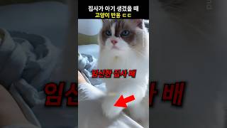 집사가 아기 생겼을 때 고양이 반응ㄷㄷ