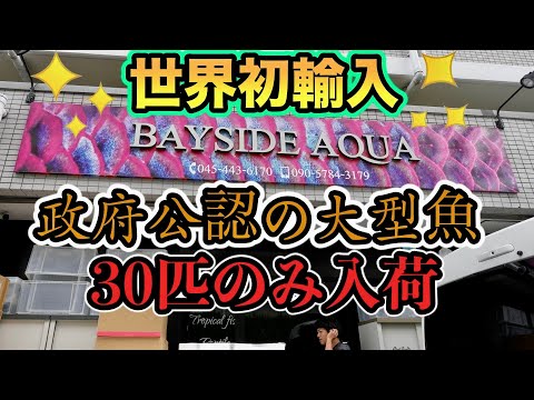 政府公認世界初輸入　サイテス１の激レア魚種！歴史的偉業タイ便タイガーバルブ30匹正式輸入　Probarbus jullieni『ベイサイドアクア』　巨大ダトニオ　フォーバータイガー