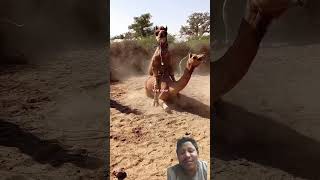 #beautiful #india #camel #villagelife #scene #grass #youtubeshorts #shortvideo #