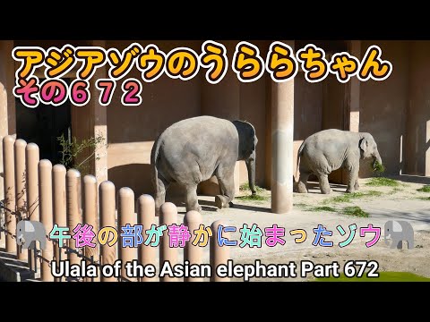 アジアゾウのうららちゃん（６７２）🐘午後の部が静かに始まったゾウ🐘（東山動植物園）Ulala of the Asian elephant Part 672