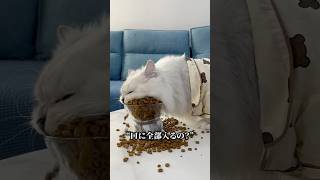 猫の毛を乾かす簡単な方法