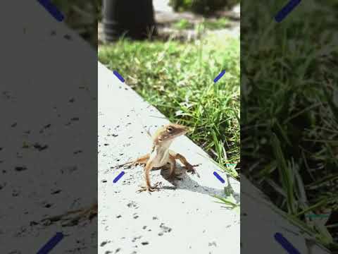 Face-to-Face with a Cute Lizard Baby - Nature Videos for Kids and Toddlers First Look at a Reptile