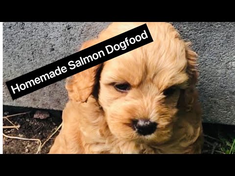 Homemade Salmon Dogfood