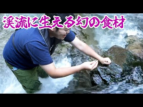 渓流に生える幻の食材「カワノリ」でご飯がすすむ