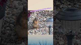 Have you ever forgotten about the snack you hid on the top shelf? #shorts #squirrelwatching #bluey