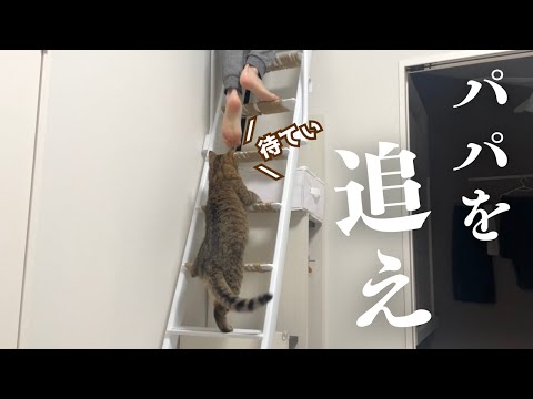 【最&高】はしごを上るパパの後ろにピッタリついていく猫が可愛すぎてキツイ…