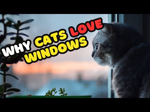 Why Cats Love Windows: The Secret Behind "Cat TV"