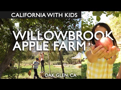 Apple Picking At Willowbrook Apple Farm In Oak Glen, CA