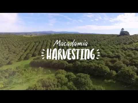 Macadamia harvesting