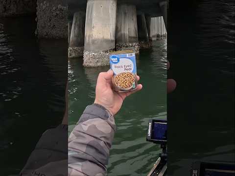 I used THIS Bait to catch my DINNER!!