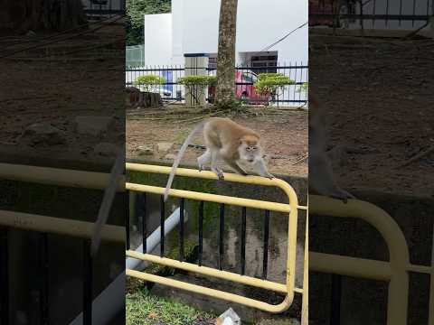 Monkey wait for the bus at Batu Ferringhi Road, Penang, Malaysia at #batuferringhi #penang #monkey