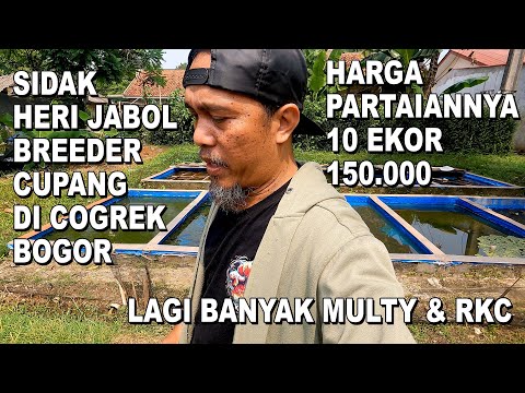 HERI JABOL BREEDER CUPANG DI COGREG BOGOR LAGI BANYAK RKC DAN MULTY