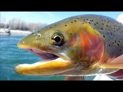 Facts: Rainbow Trout