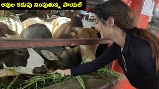 Payal Rajput Feeding the Animals | #safetheanimals | #PayalRajput