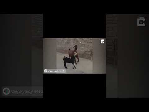 Some weekend vibes from dancing GOATs! | #SoundGIFs #goat #goats #dance  | #Shorts | Original [HQ]